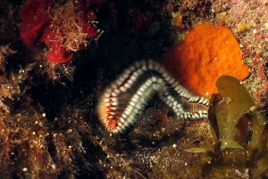 Hermodice carunculata