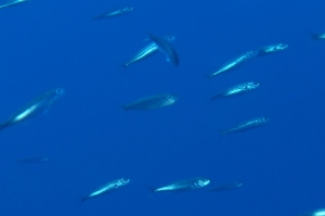 Sardina pilchardus