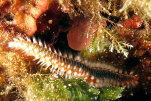 Hermodice carunculata