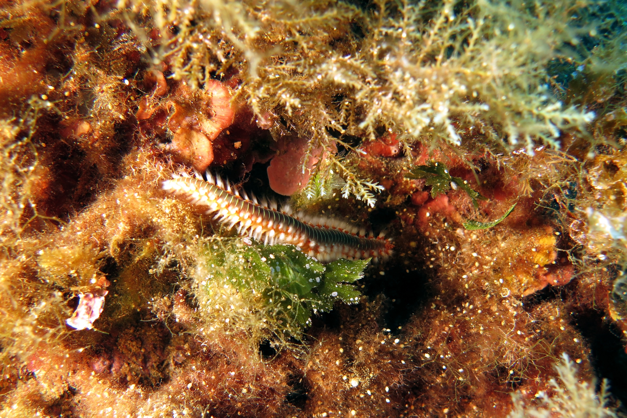 Hermodice carunculata