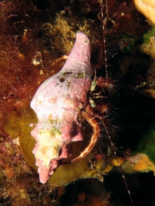 Pagurus anachoretus