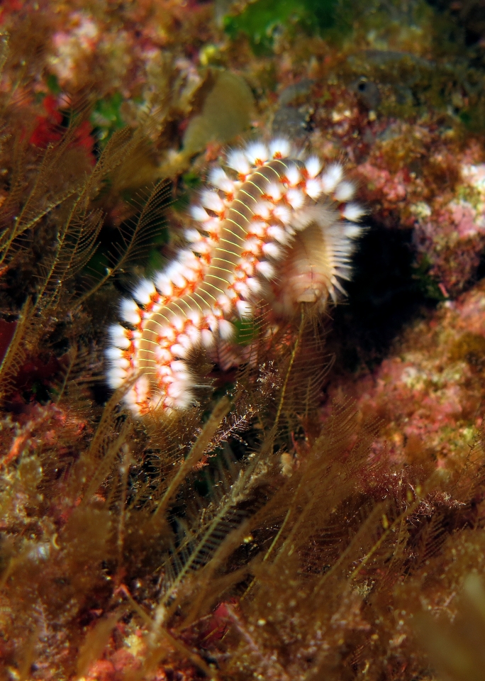 Hermodice carunculata