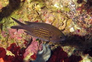 Chromis chromis