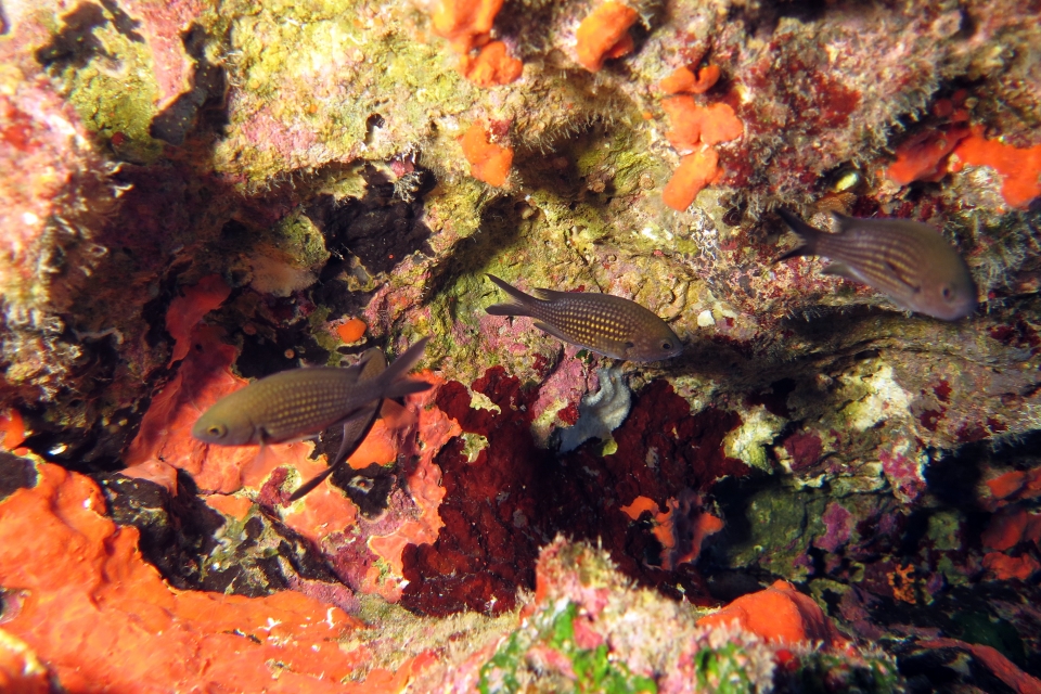 Chromis chromis