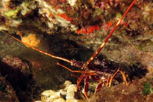 Palinurus elephas