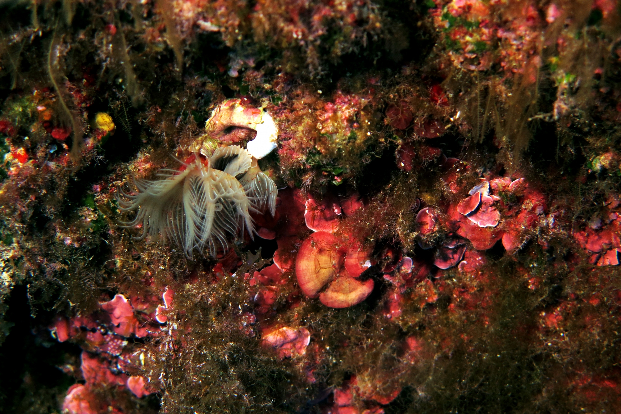 Protula tubularia