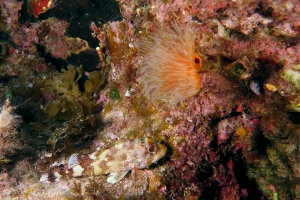 Scorpaena maderensis, Protula tubularia