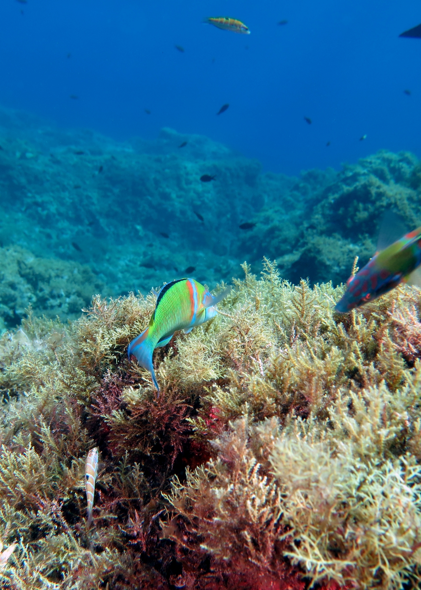 Thalassoma pavo