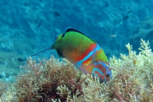 Thalassoma pavo