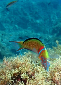 Thalassoma pavo