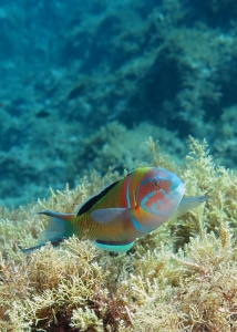 Thalassoma pavo