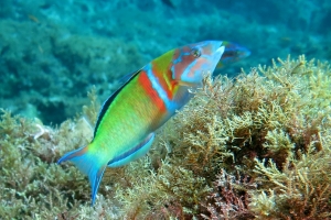 Thalassoma pavo