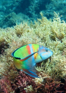 Thalassoma pavo