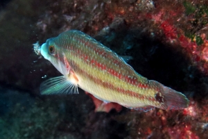 Symphodus tinca