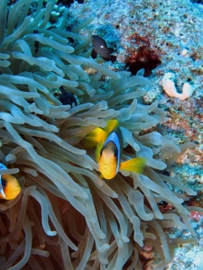 Amphiprion bicinctus