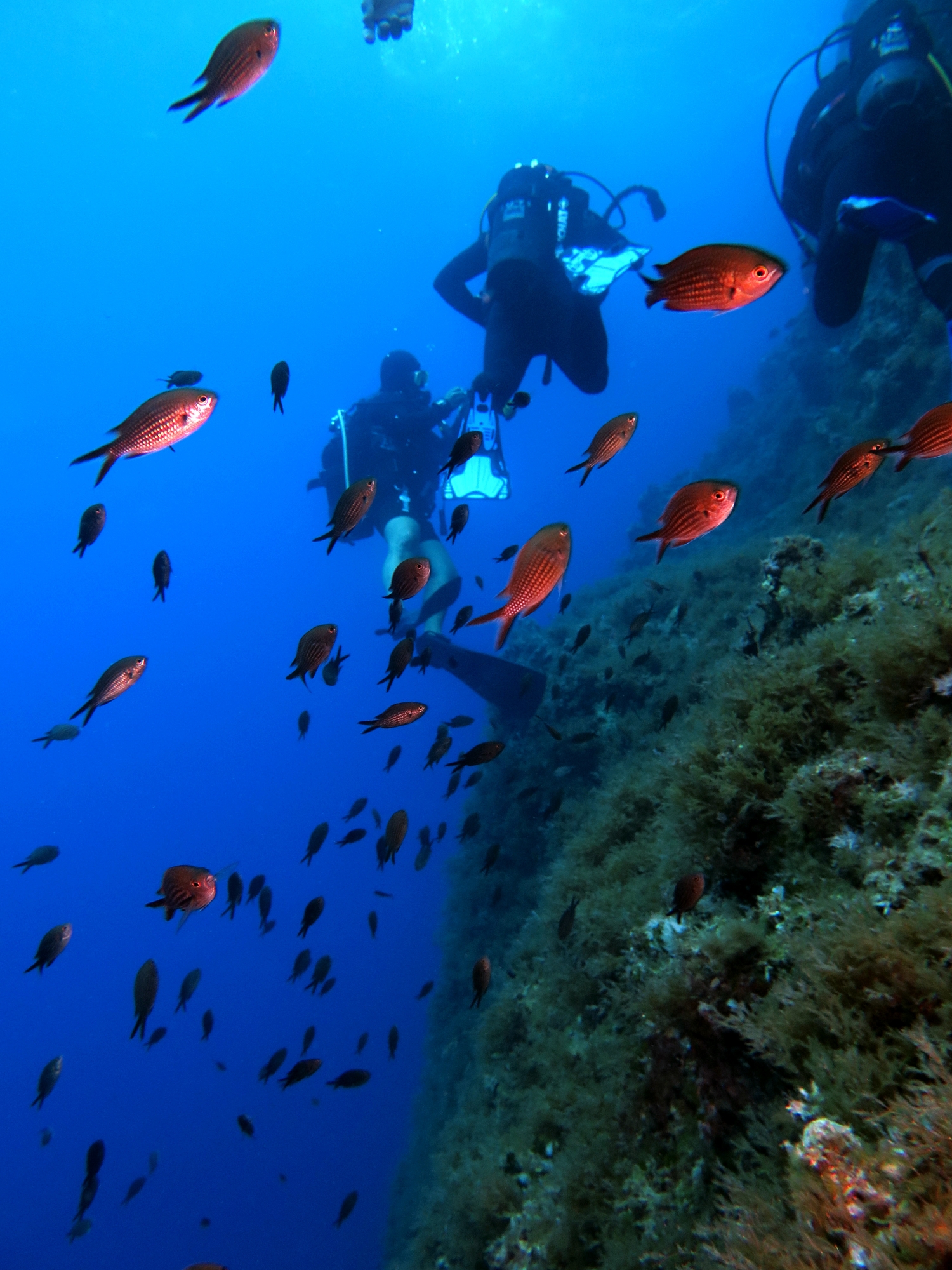 Chromis chromis