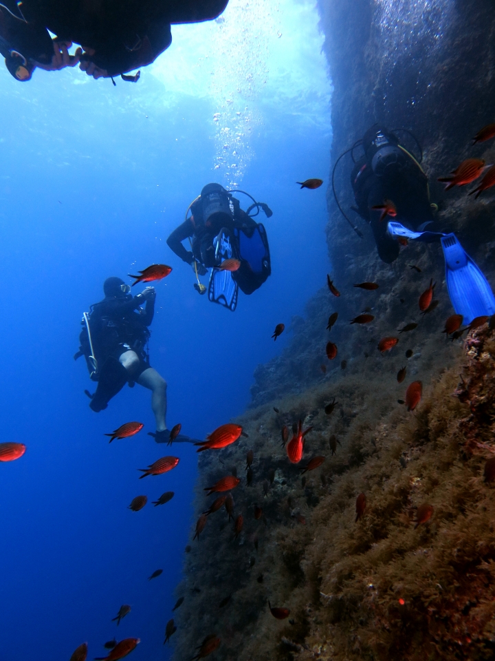 Chromis chromis