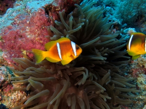 Amphiprion bicinctus