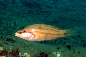 Symphodus tinca