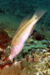 Symphodus tinca