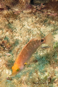 Symphodus mediterraneus