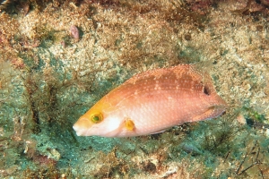 Symphodus mediterraneus