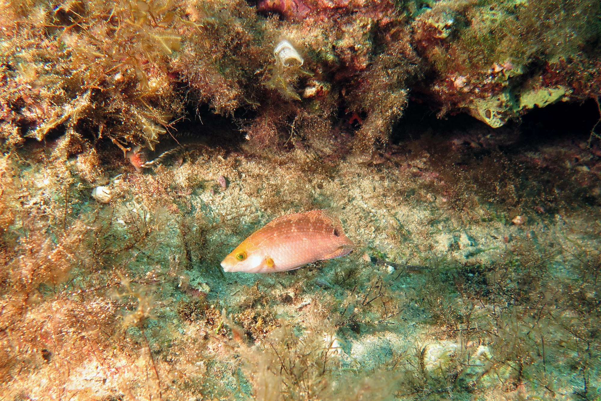 Symphodus mediterraneus