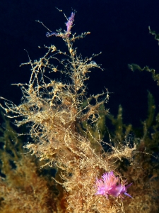 Flabellina affinis