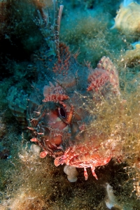 Scorpaena scrofa