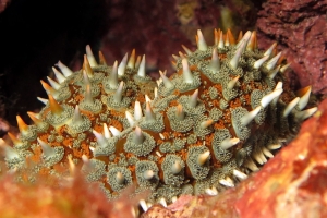 Coscinasterias tenuispina