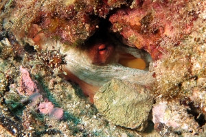 Octopus vulgaris