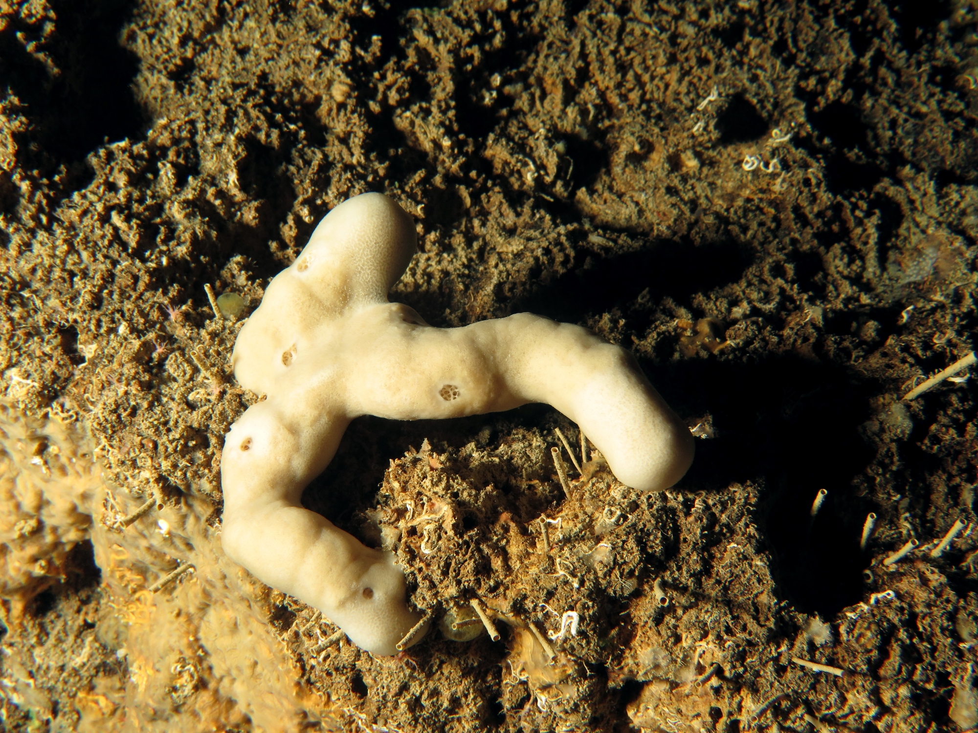 Petrosia (Petrosia) ficiformis