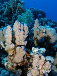 Jardin de corail de Middle reef