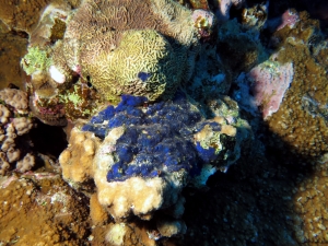 Peyssonnelia capensis