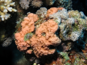 Montipora nodosa ...à confirmer