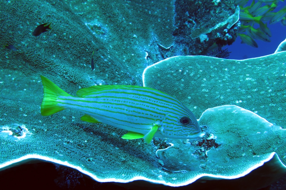 Plectorhinchus chrysotaenia