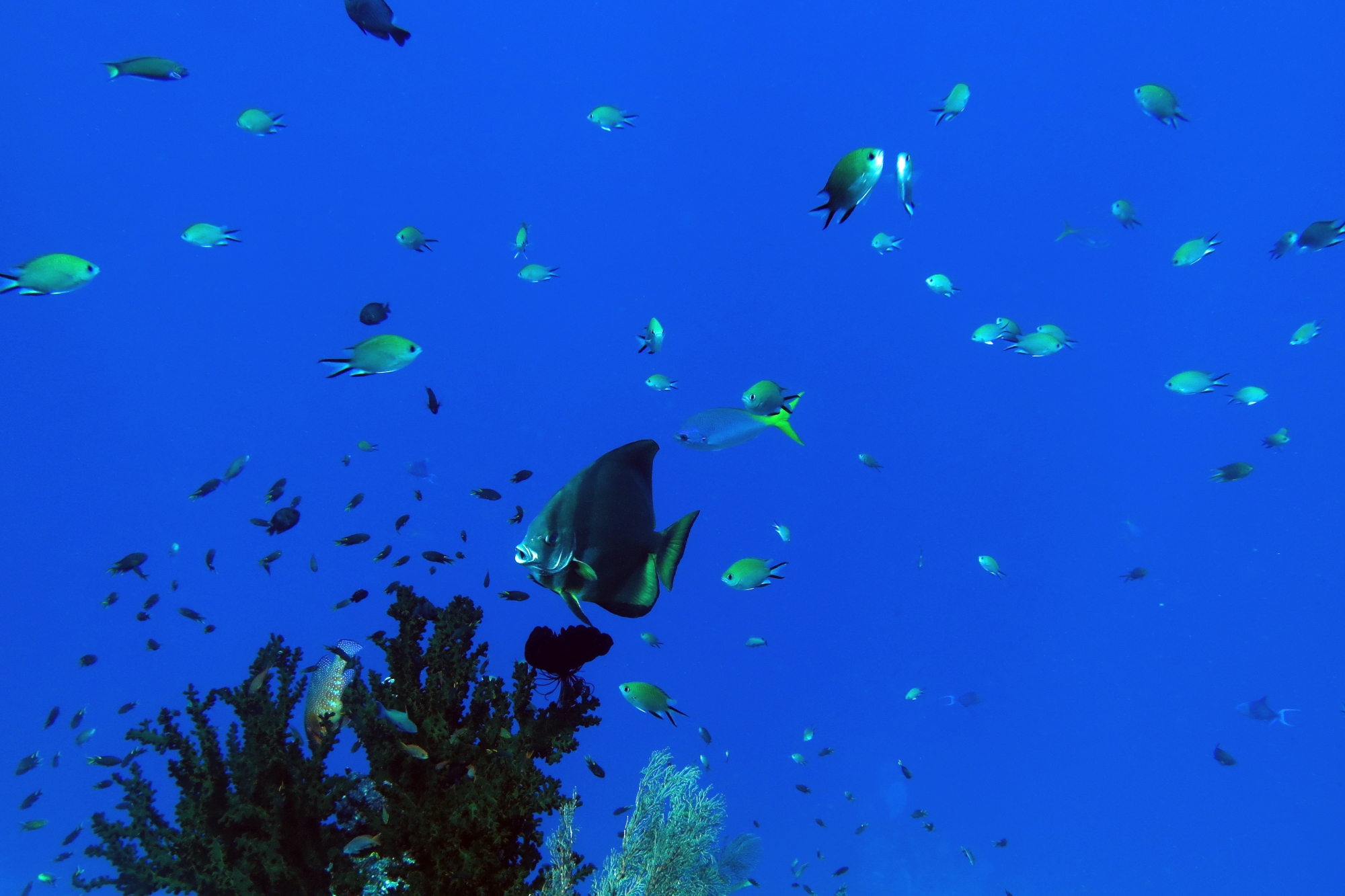 Platax orbicularis, Chromis scotochiloptera, Caesio teres