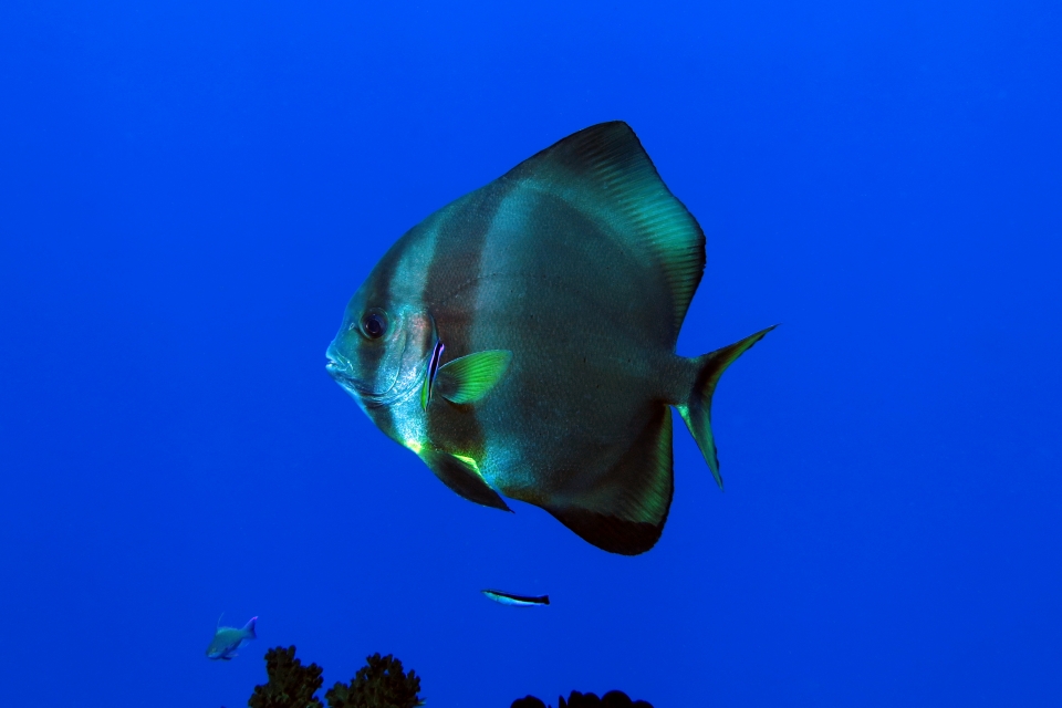 Platax rbicularis, Labroides dimidiatus
