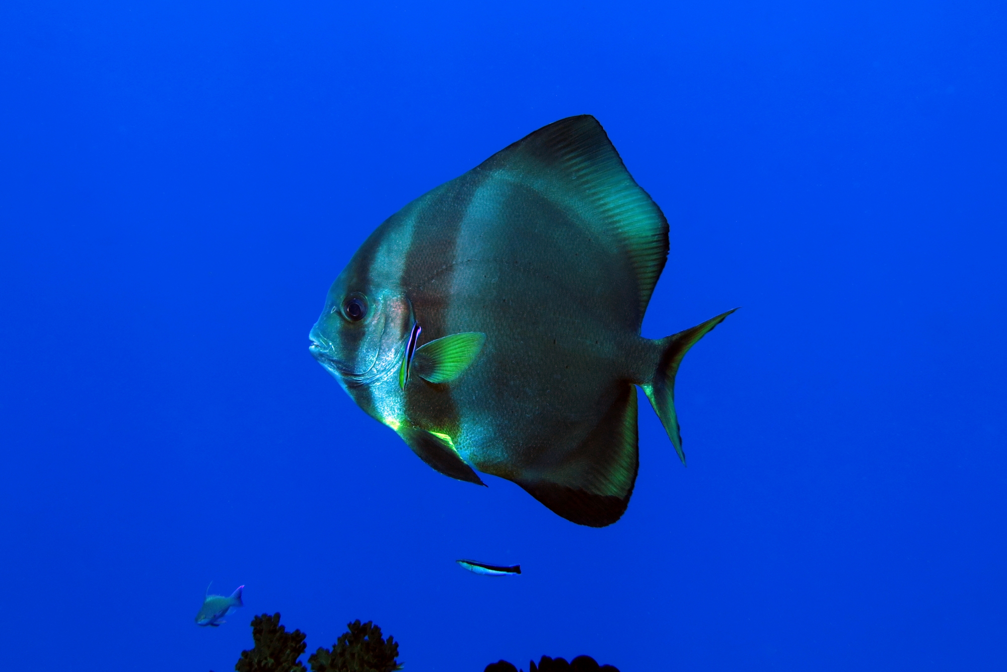 Platax rbicularis, Labroides dimidiatus