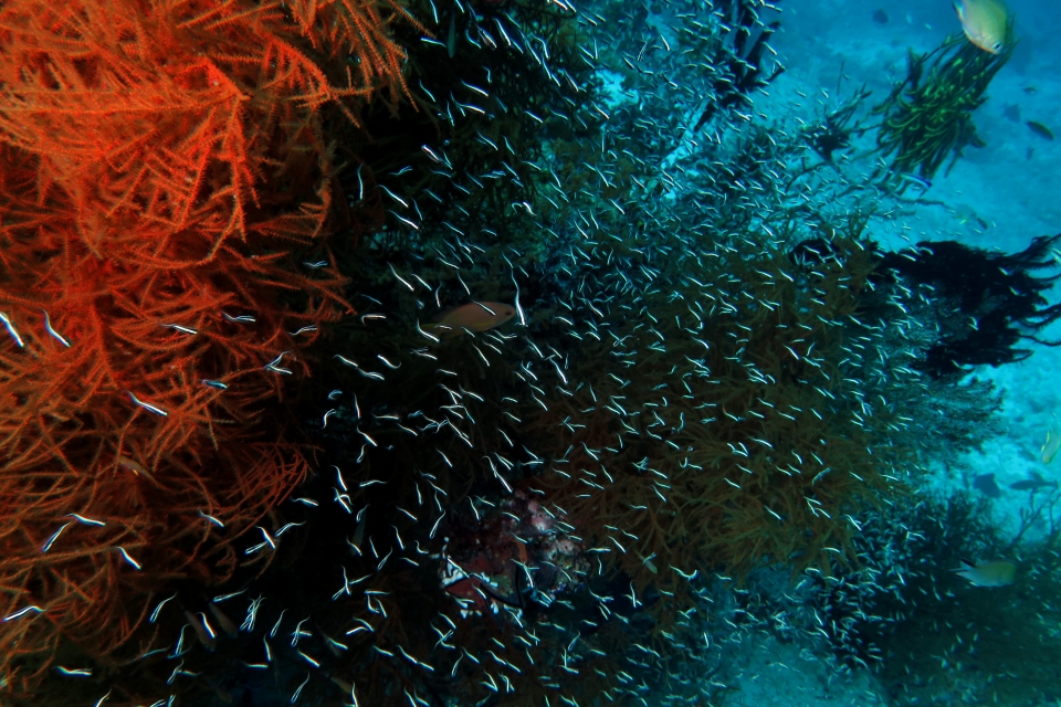 Plotosus lineatus, Antipathes lentipinna