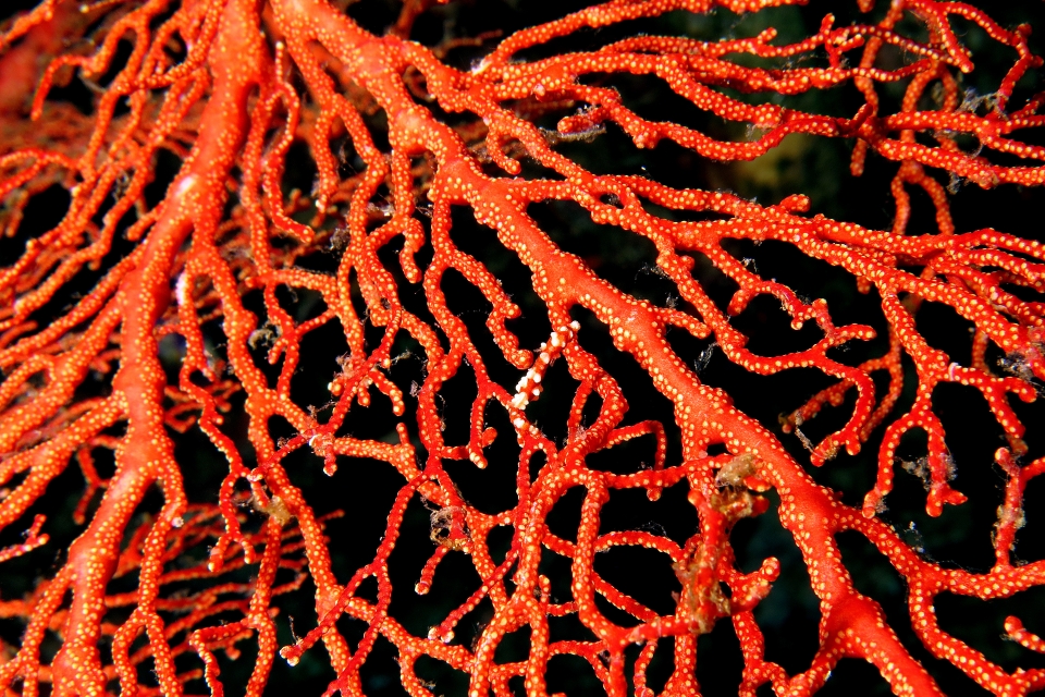 Hippocampus bargibanti, Gorgone Muricella