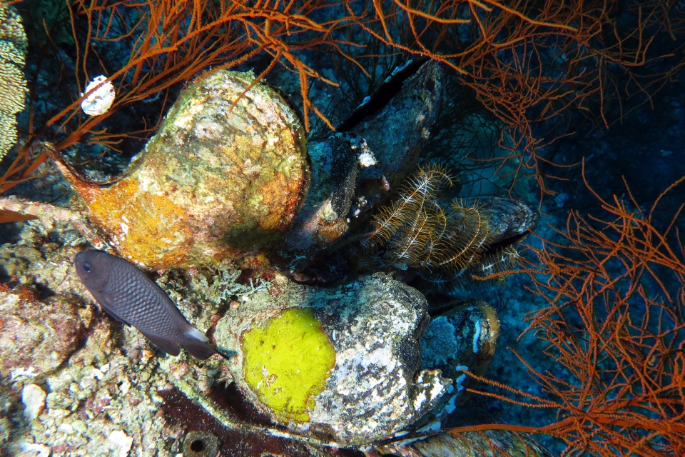 Spondylus varius, Dascyllus trimaculatus