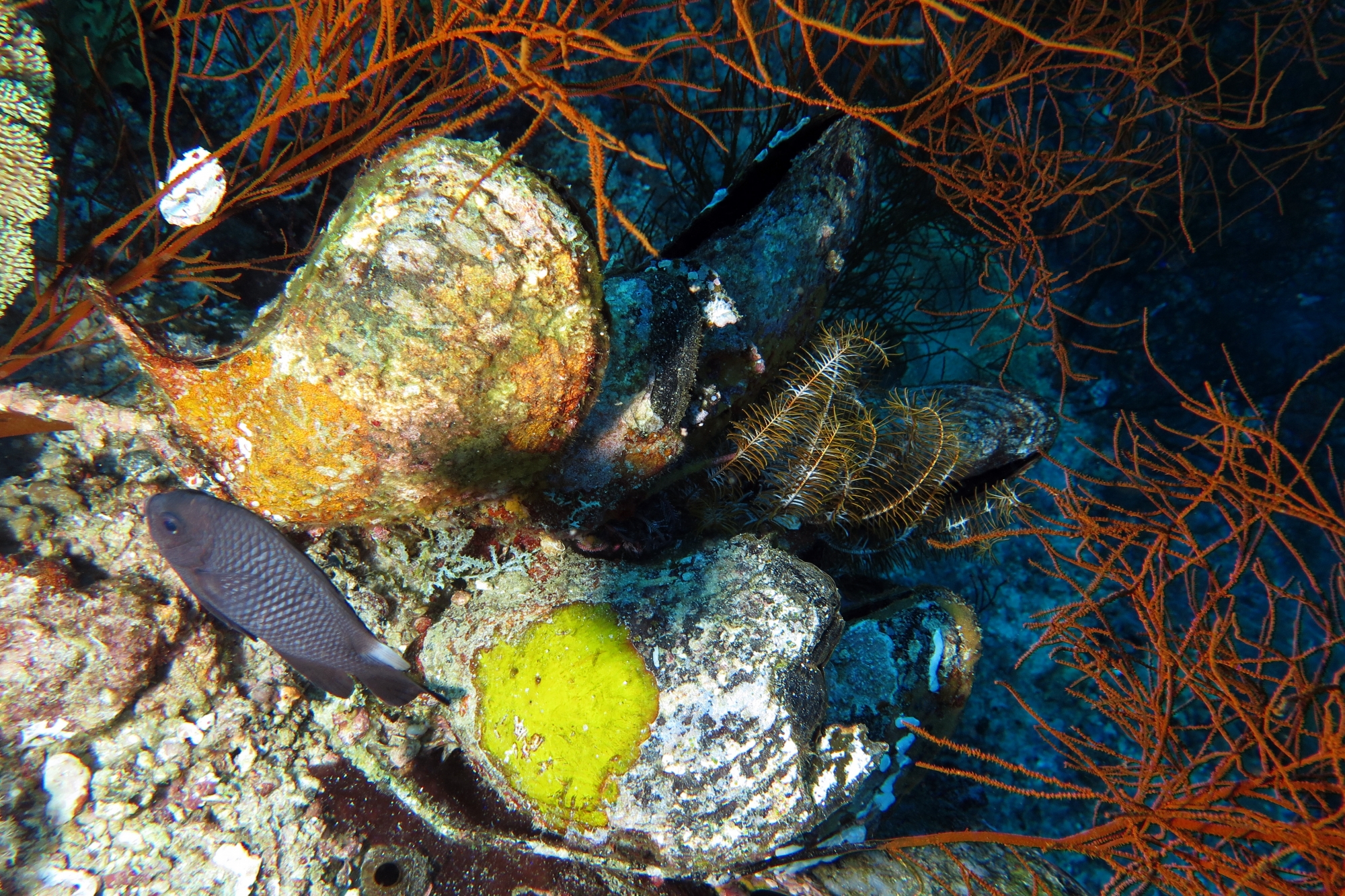 Spondylus varius, Dascyllus trimaculatus