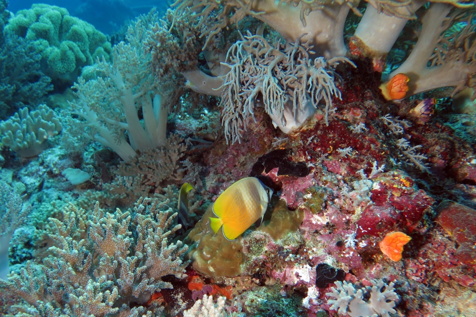 Chaetodon kleinii, Sinularia flexibilis, Sinularia polydactyla