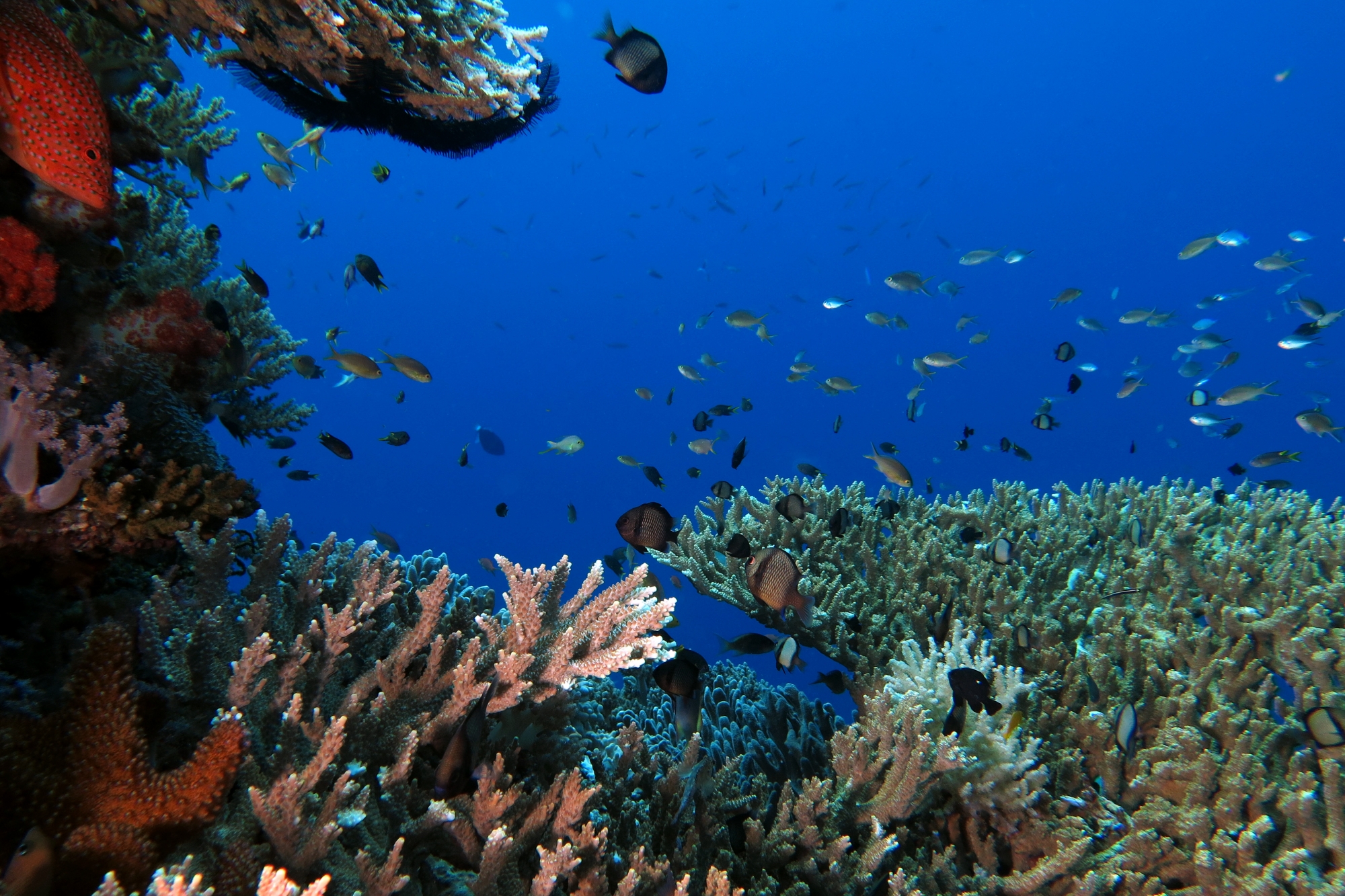 Dascyllus reticulatus, Acropora