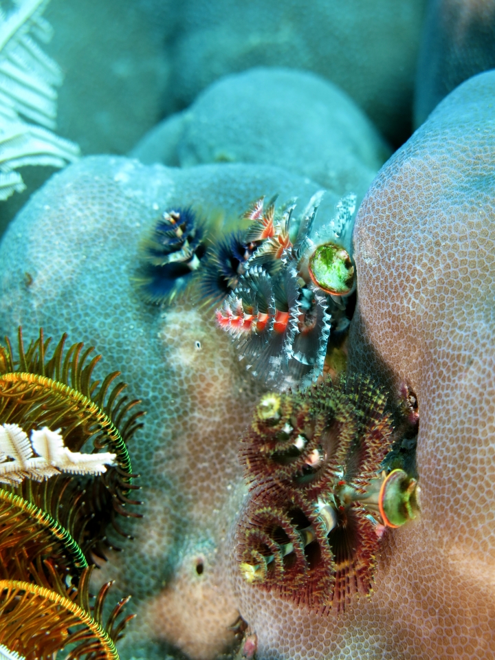 Spirobranchus giganteus, Porites lutea