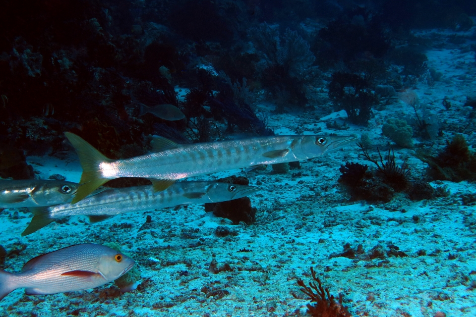 Sphyraena jello, Lutjanus bohar