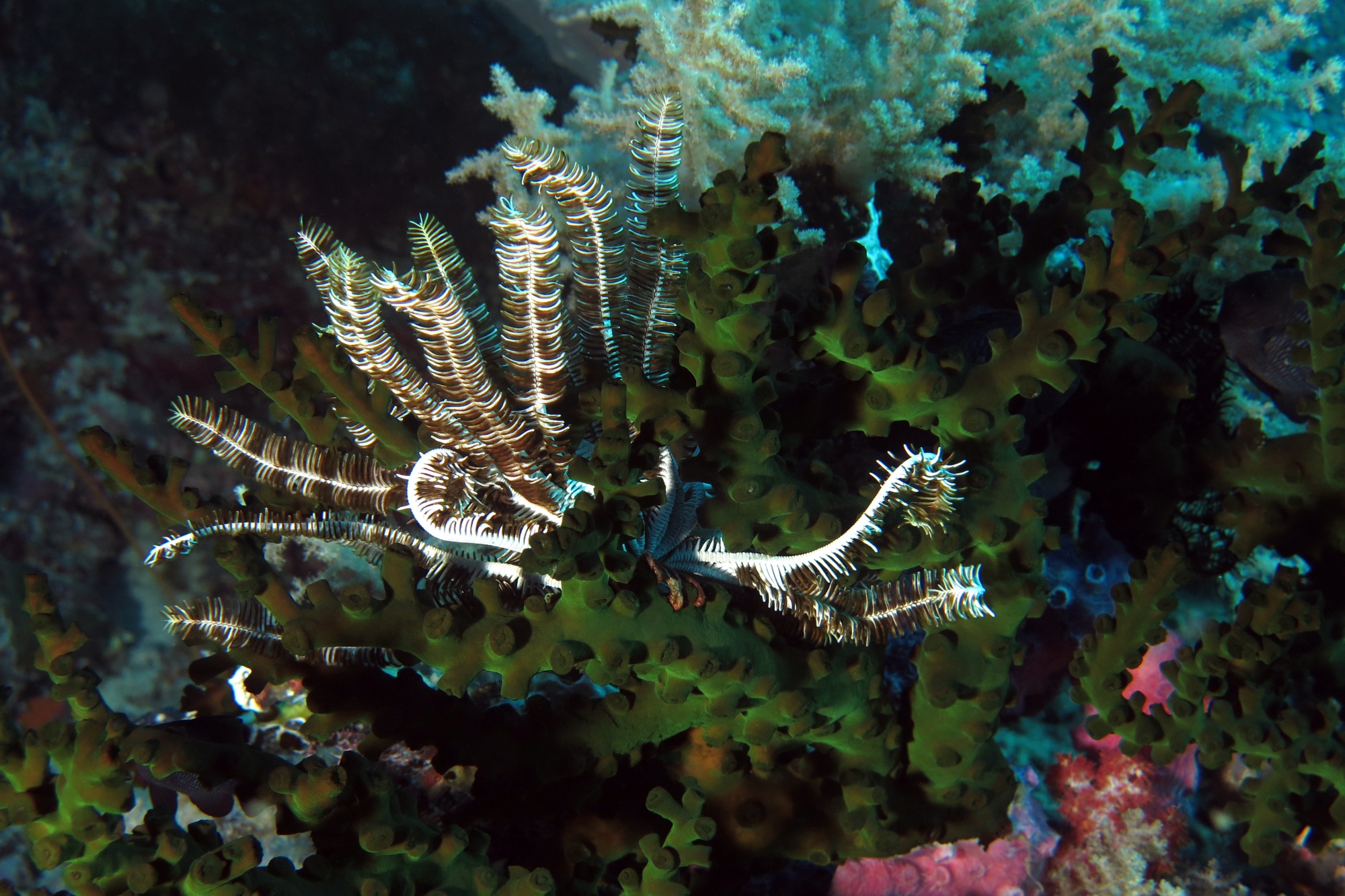 Tubastraea micranthus, Comatule sp