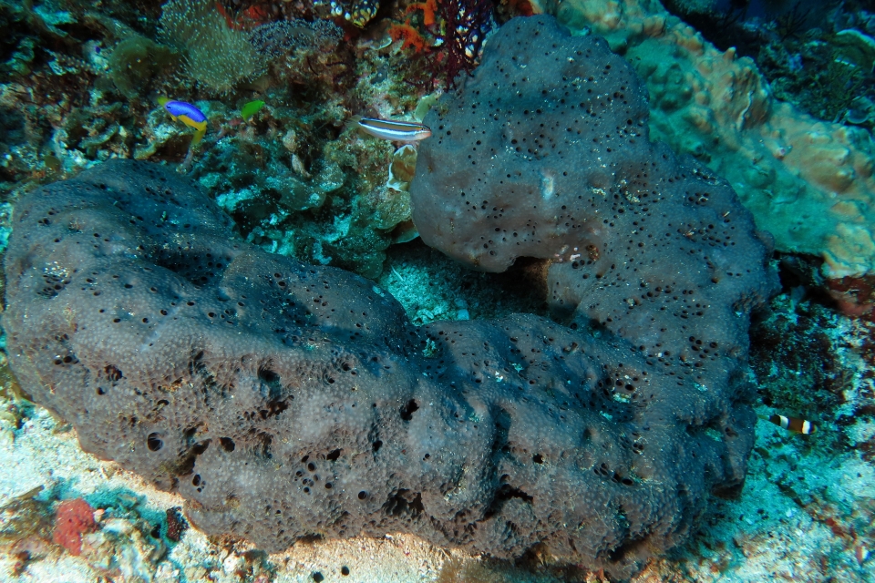 Plagiotremus tapeinosoma