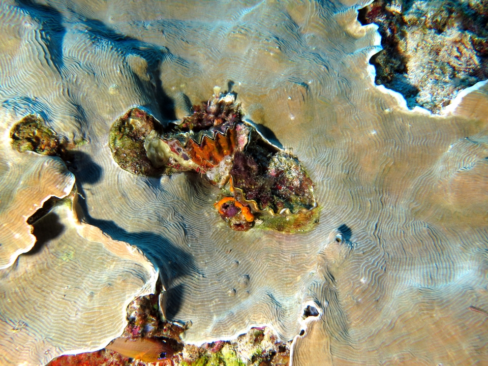 Lopha cristagalli, Pachyseris speciosa